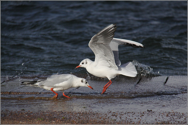 Gulls in the wind