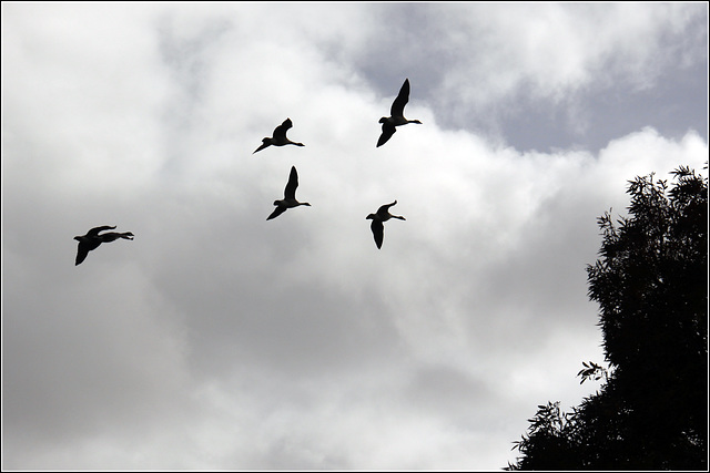 Geese flyby