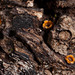 Seeing Stars: Cannonball Fungus After the "Cannonballs" Have Been Hurled!!!