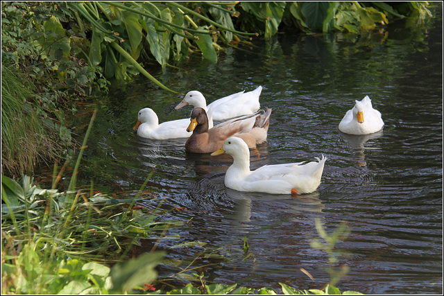 Duck pond