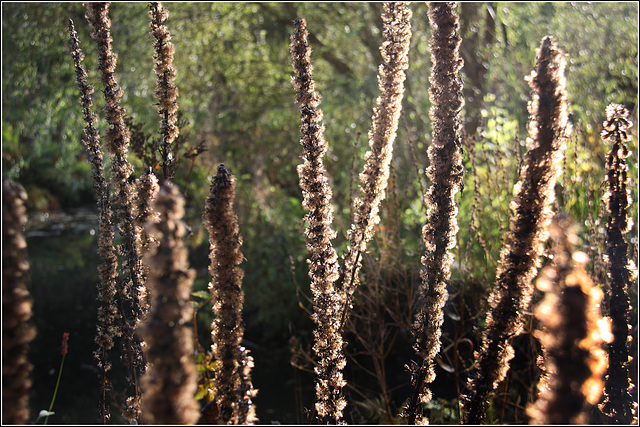 Seed heads