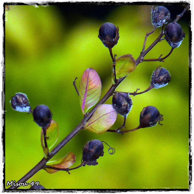 MON JARDIN