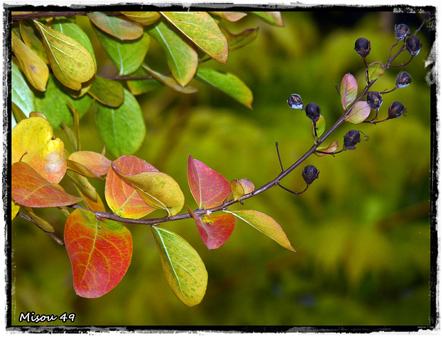 MON JARDIN