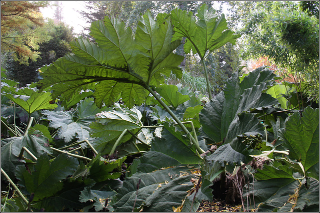 BIG leaves!