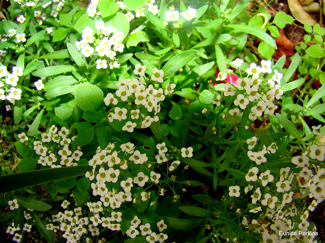 Bush of white flowers