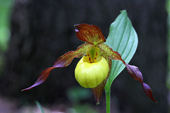 Large Yellow Lady's Slipper