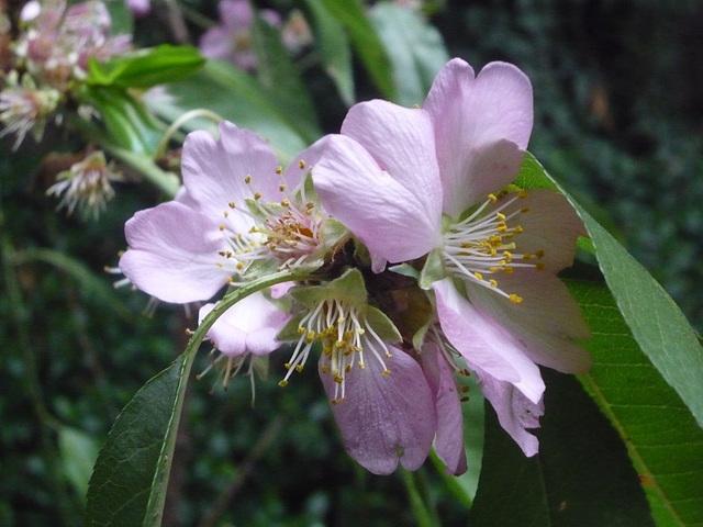 Flor de almendro