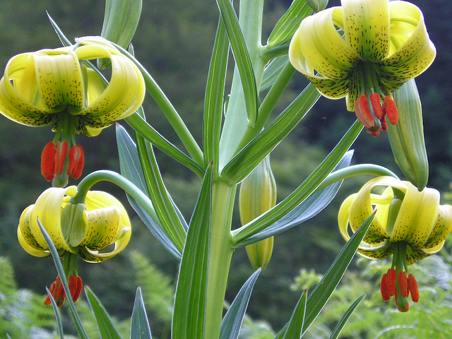 Randonnées avec Flor Rando 2002 à2009 2043