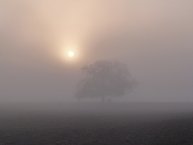 Morgennebel