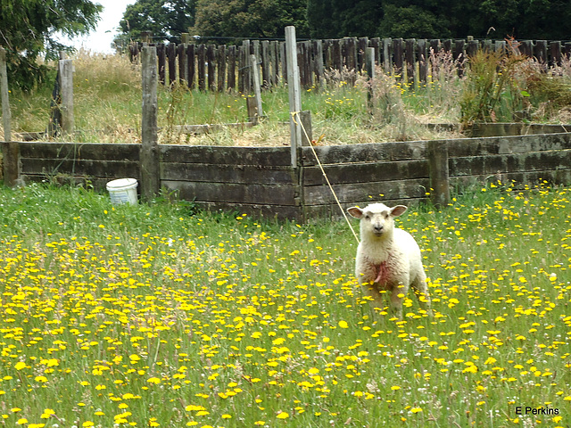 Lamb in dandelions