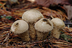 Lycoperdon perlatum (Common Puffball)