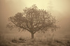 Oak Tree in the Mist