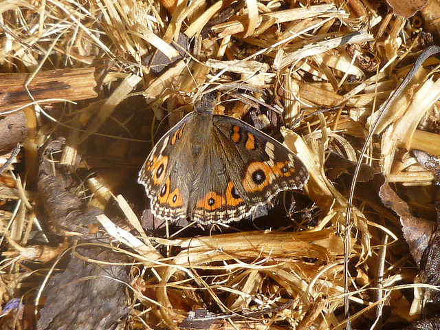 Meadow Argus