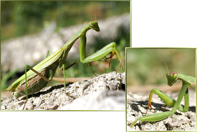 Europäischen Gottesanbeterin (Mantis religiosa)  ©UdoSm