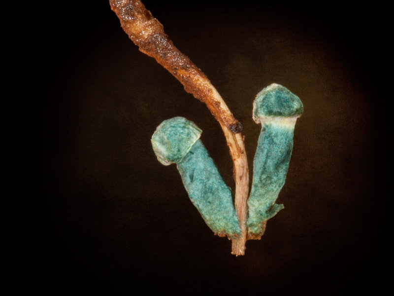 Tiny (4-5mm Tall) Mushrooms with Blue-Green Fungus on a Twig