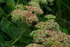bees on Sedum flowers