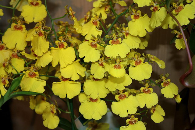 Oncidium