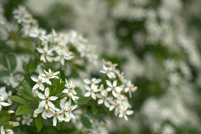 Dans les jardins du château de Bizy