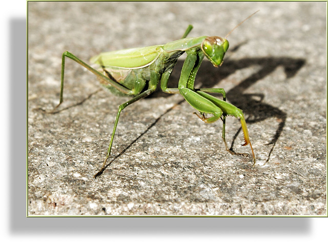 Europäischen Gottesanbeterin (Mantis religiosa) ©UdoSm Europäischen Gottesanbeterin (Mantis religiosa) ©UdoSm