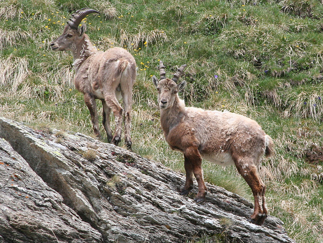 VANOISE 2006 (1)