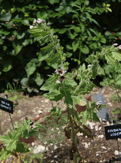 Les fleurs maudites-Jusquiame noire