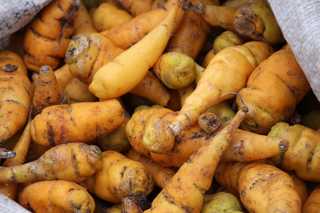 Indigenous potatoes