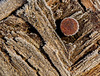 A Frosted Rusty Nail in Frosted Old Wood