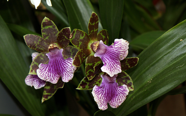 Zygopetalum