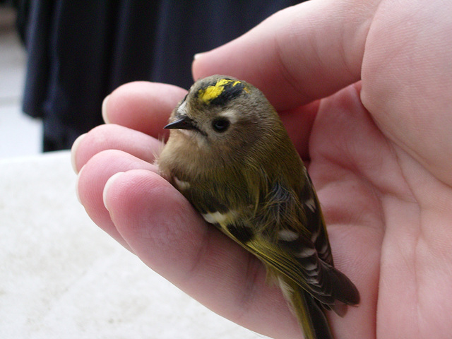 Another bird accident - It's a Goldcrest