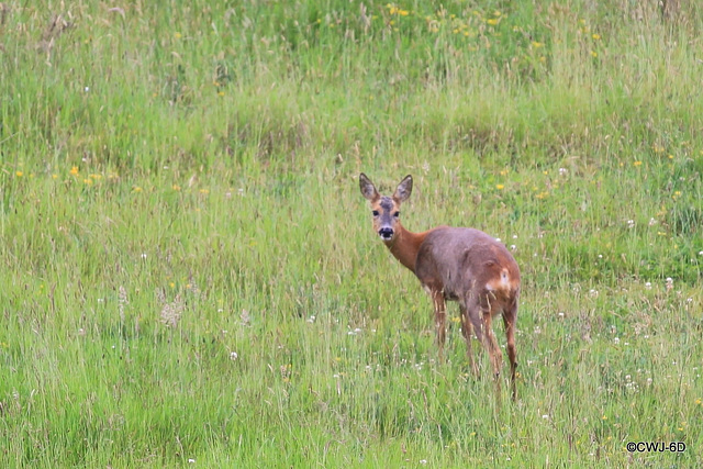 I see you, too!