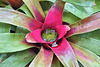 Neoregelia "Nancy Victoria" – Botanical Garden, Montréal, Québec