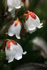 Merten's Mountain Heather