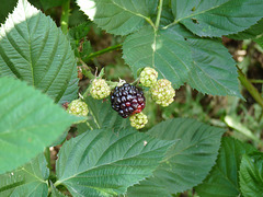 blackberries