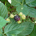 blackberries