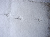 20101218 04846DSCw [D~LIP] Spuren im Schnee, Bad Salzuflen