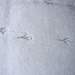 20101218 04846DSCw [D~LIP] Spuren im Schnee, Bad Salzuflen
