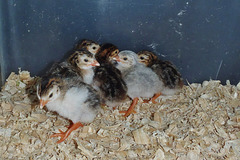 our guinea fowl keets