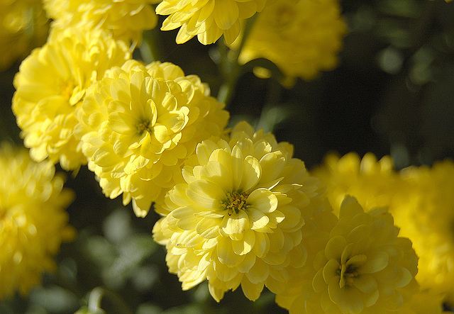 flavaj floroj (Gelbe Blumen)