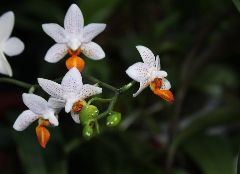 Phalaenopsis Minimark