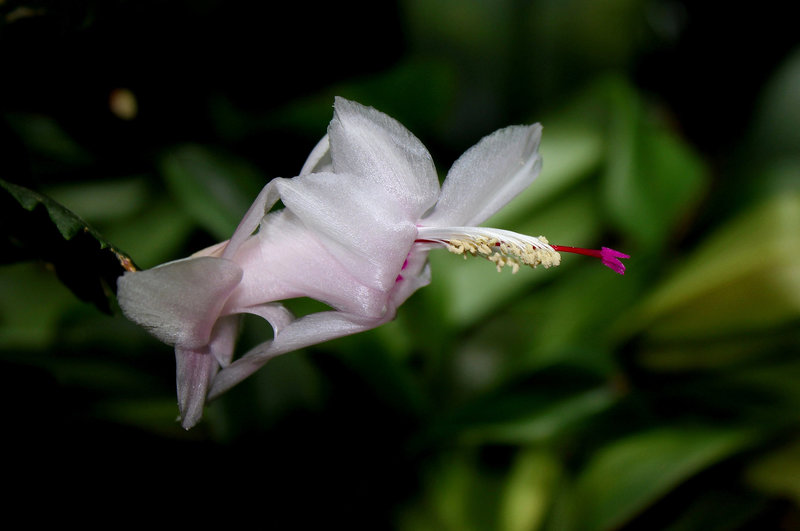 Schlumbergera