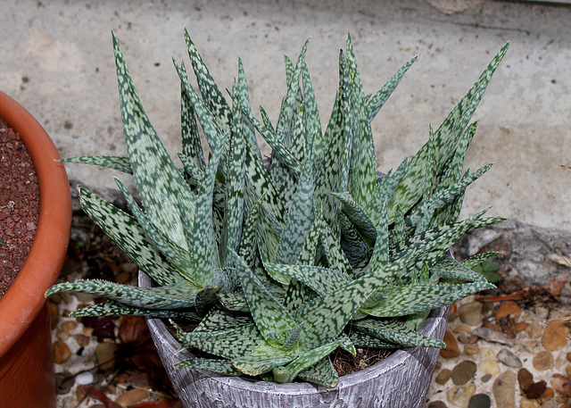 Aloe Lizard Lips