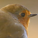 A morning at 360mm