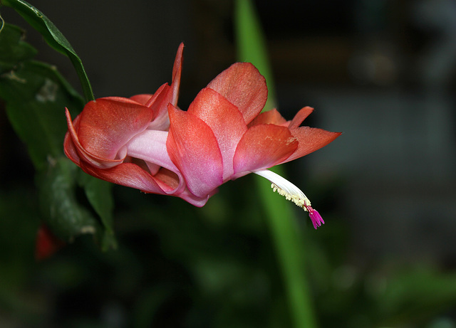 Schlumbergera (4)