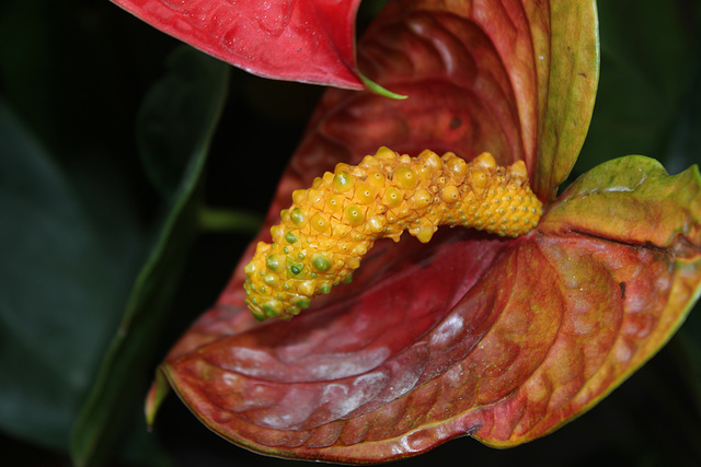 Anthurium