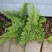 Parcours initiatique- Polystichum setiferum plumosum