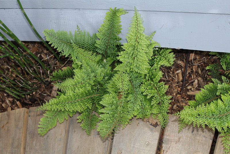 Parcours initiatique- Polystichum setiferum plumosum