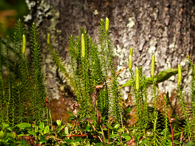 Club Moss