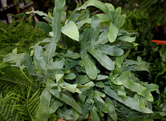 Phlebodium aureum - Polypode doré