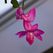 Schlumbergera (7)