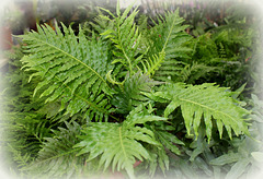 Blechnum gibbum ( = Lomaria gibbum )